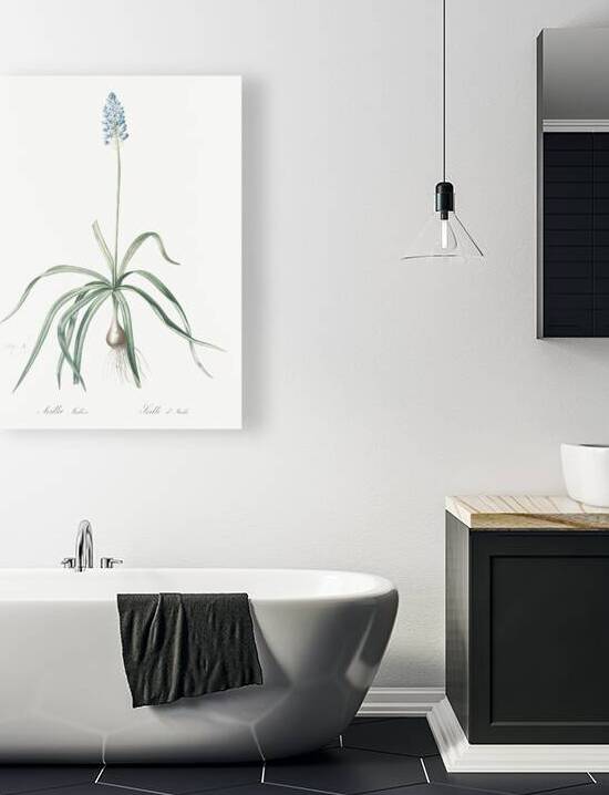 Italian bluebell illustration  by IStockHistory com