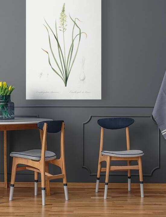 Wild asparagus illustration  by IStockHistory com