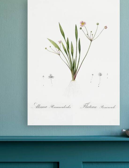 Lesser water-plantain illustration  by IStockHistory com