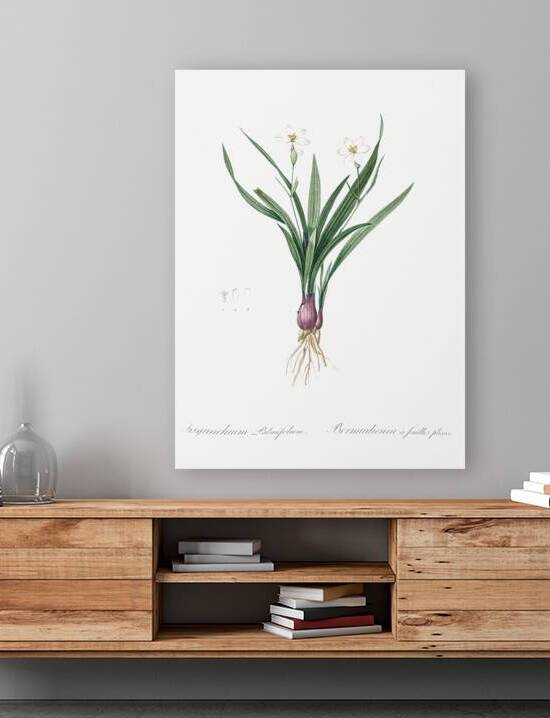 Agave yuccaefolia illustration  by IStockHistory com