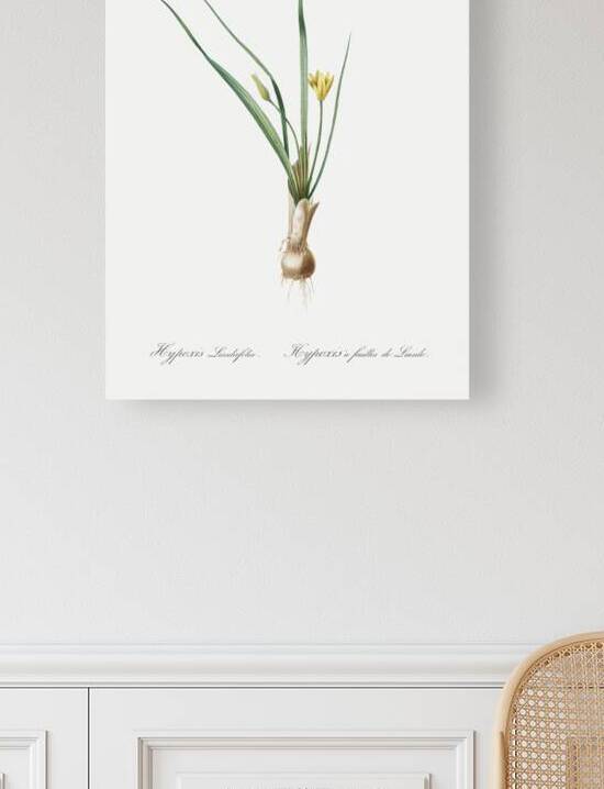 Weevil-wort illustration  by IStockHistory com