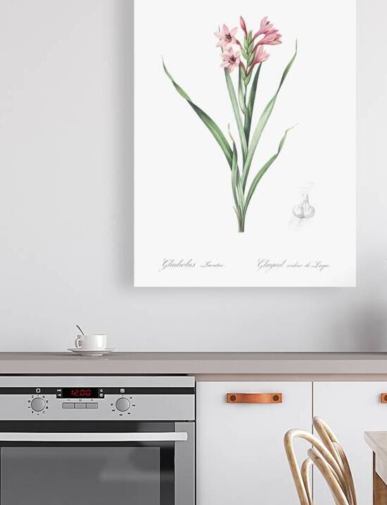 Sword lily illustration  by IStockHistory com