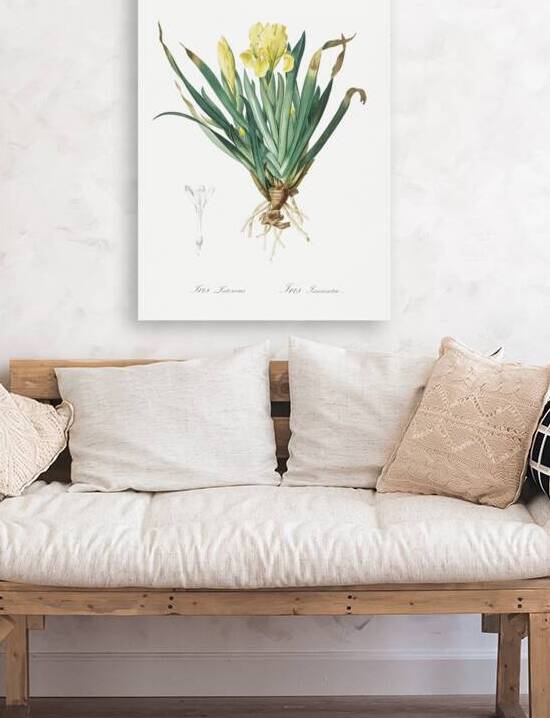 Crimean iris illustration  by IStockHistory com