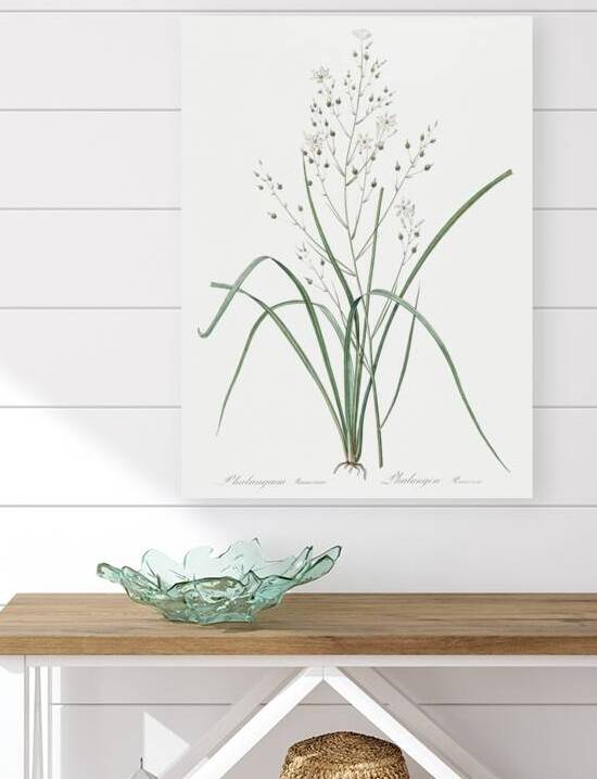 Branched St Bernard & lily illustration  by IStockHistory com