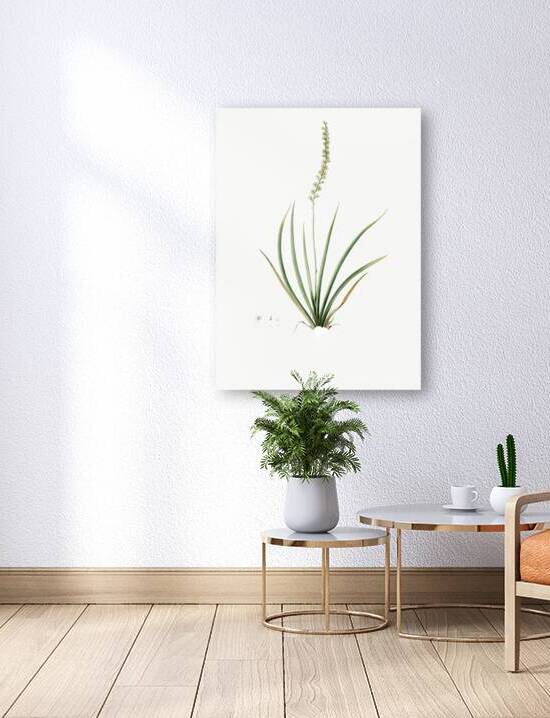 Tofieldia palustris illustration  by IStockHistory com