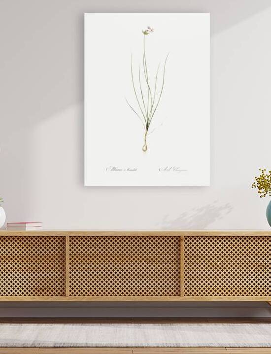 Wild Onion illustration  by IStockHistory com