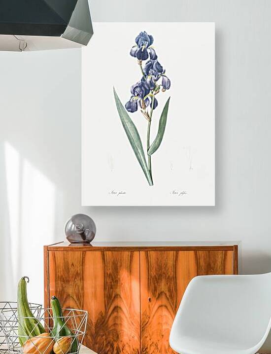 Witsenia maura illustration  by IStockHistory com