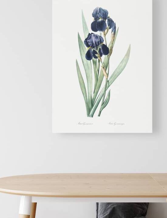 German iris illustration  by IStockHistory com