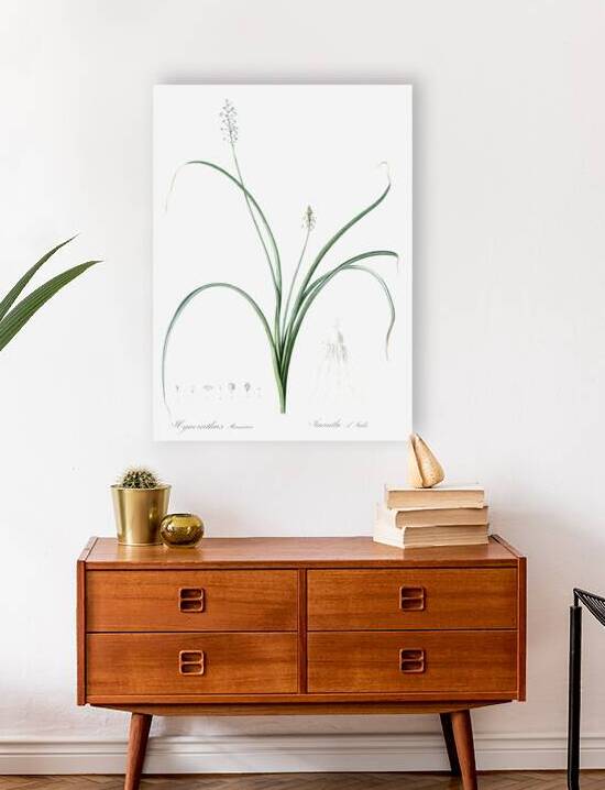 Roman hyacinth illustration  by IStockHistory com