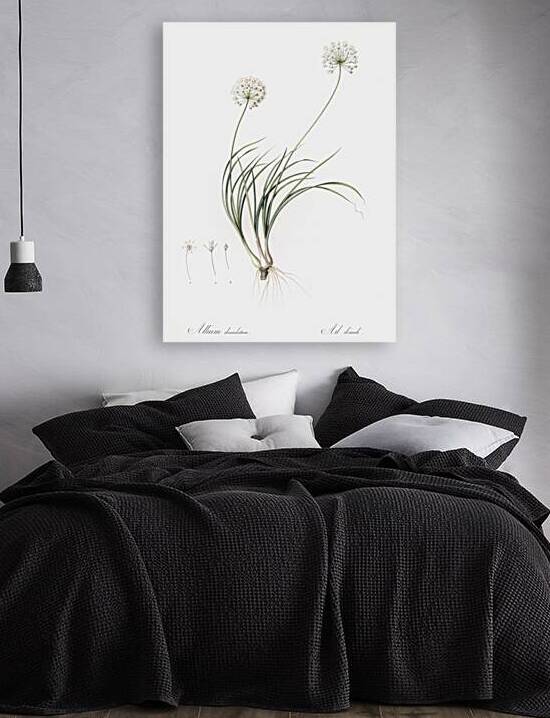 Allium denudatum illustration  by IStockHistory com