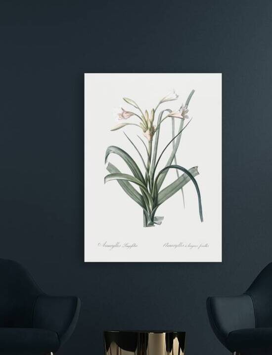 Malgas lily illustration  by IStockHistory com