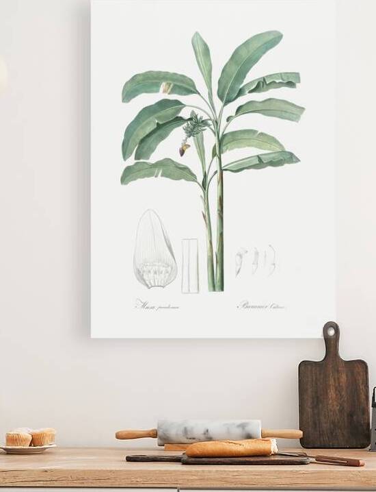 Banana illustration  by IStockHistory com