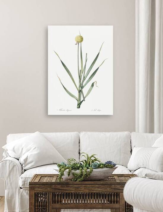 Lopsided onion illustration  by IStockHistory com