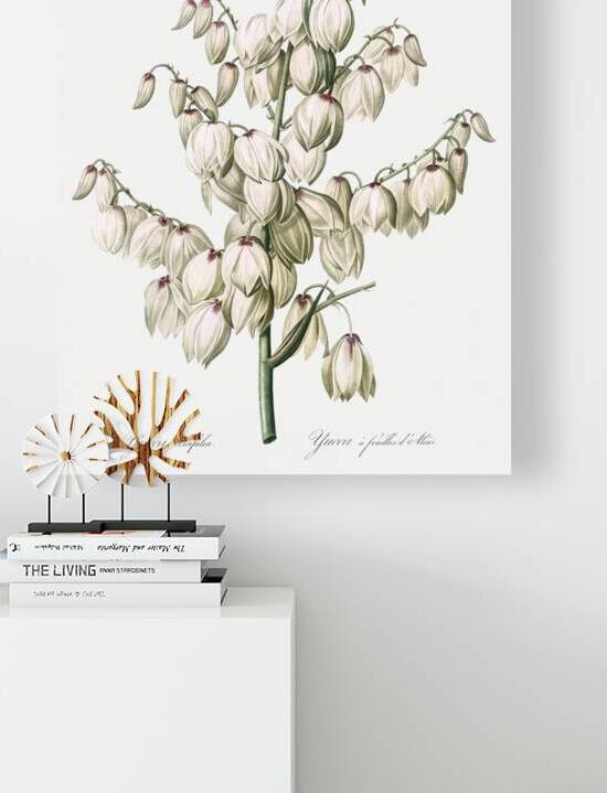 Aloe yucca illustration  by IStockHistory com