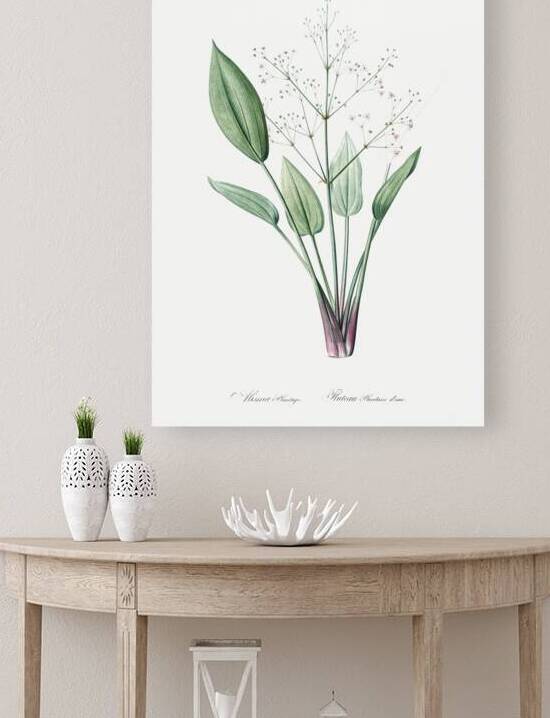 Ixia crispa illustration  by IStockHistory com