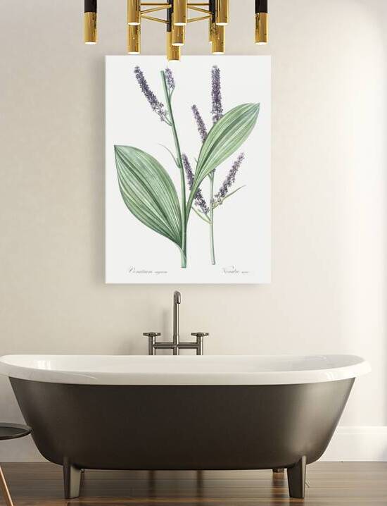 Black false hellebore illustration  by IStockHistory com