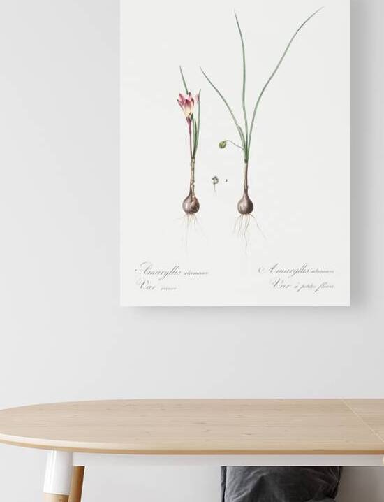 Atamasco lily illustration  by IStockHistory com