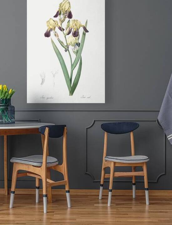 Elder scented iris illustration  by IStockHistory com