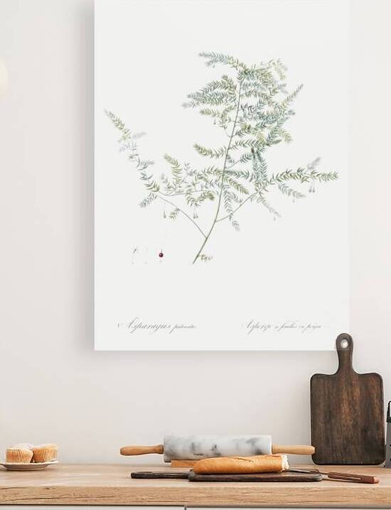 Climbing asparagus fern illustration  by IStockHistory com