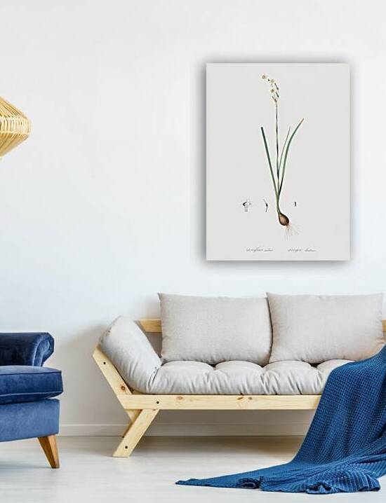 Species daffodil illustration  by IStockHistory com