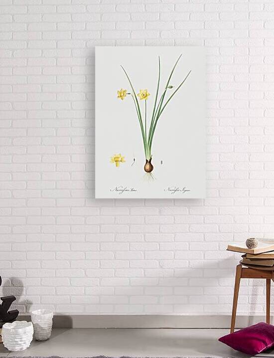 Daffodil illustration  by IStockHistory com