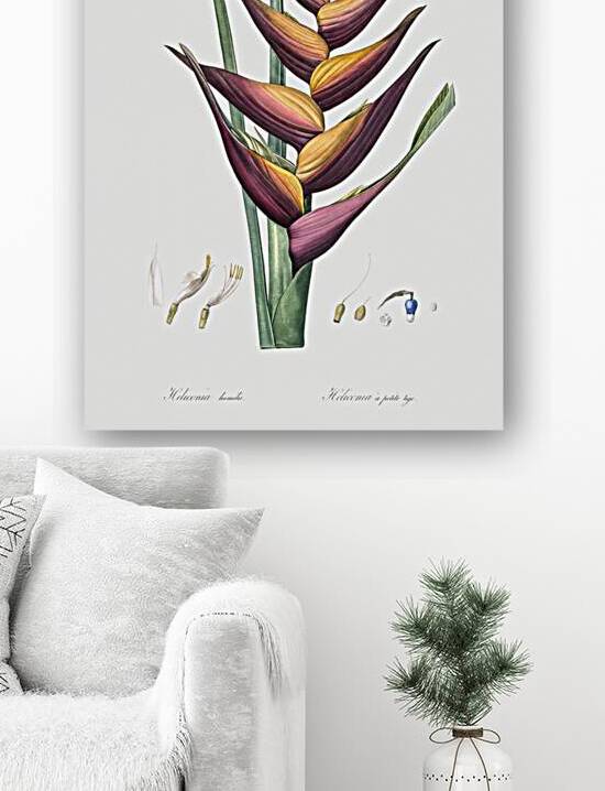 Brandlelie illustration  by IStockHistory com