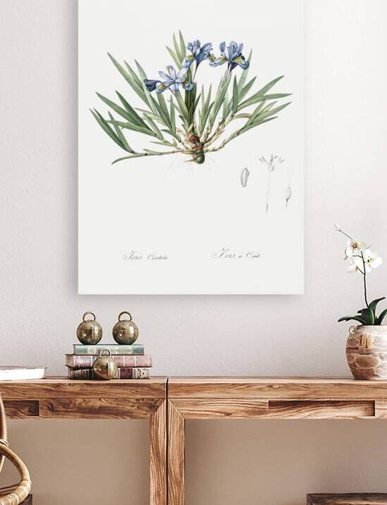 Dwarf crested iris illustration  by IStockHistory com