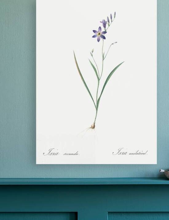 Ixia secunda illustration  by IStockHistory com