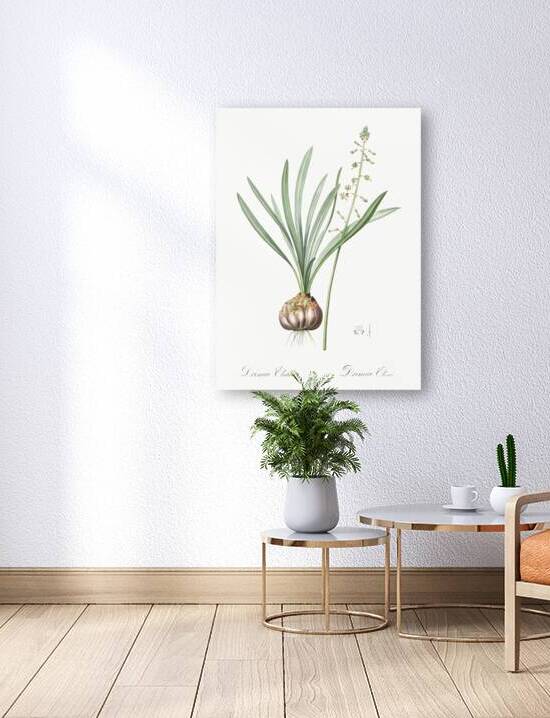 Satin squill illustration  by IStockHistory com