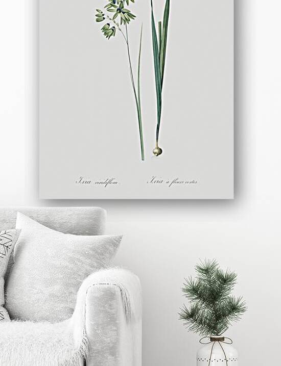 Turquoise ixia illustration  by IStockHistory com