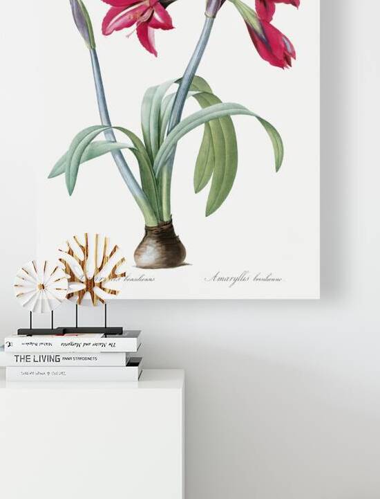 Brazilian amaryllis illustration  by IStockHistory com