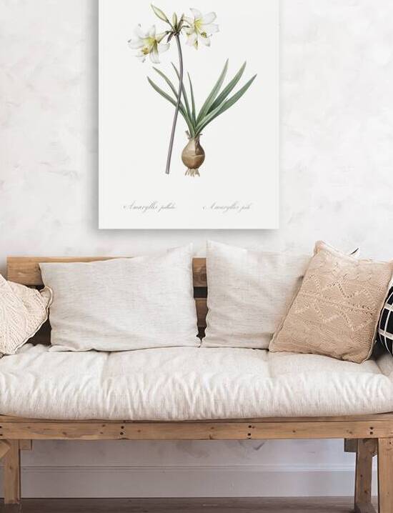 Belladonna lily illustration  by IStockHistory com