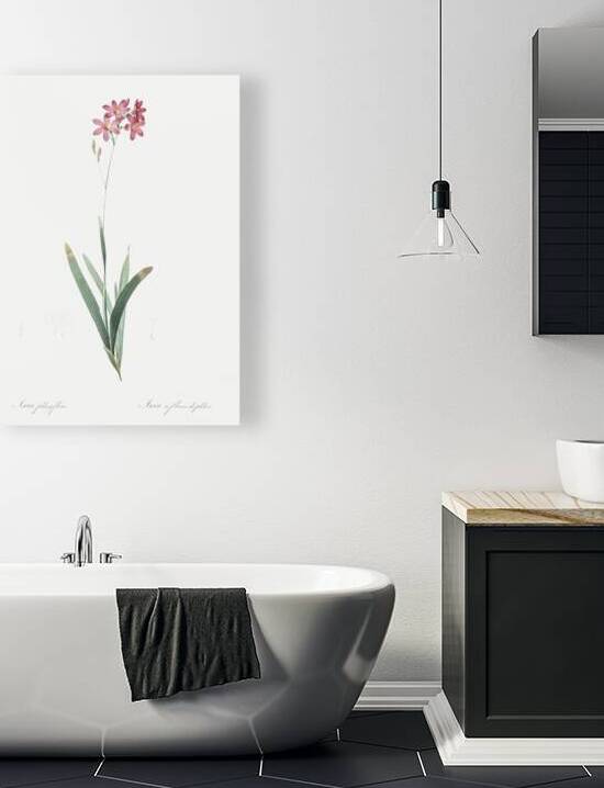 Corn lily illustration  by IStockHistory com