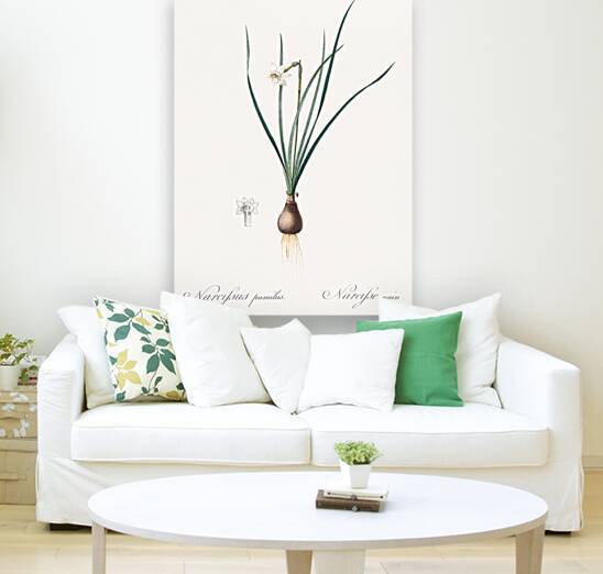 Daffodils illustration  by IStockHistory com