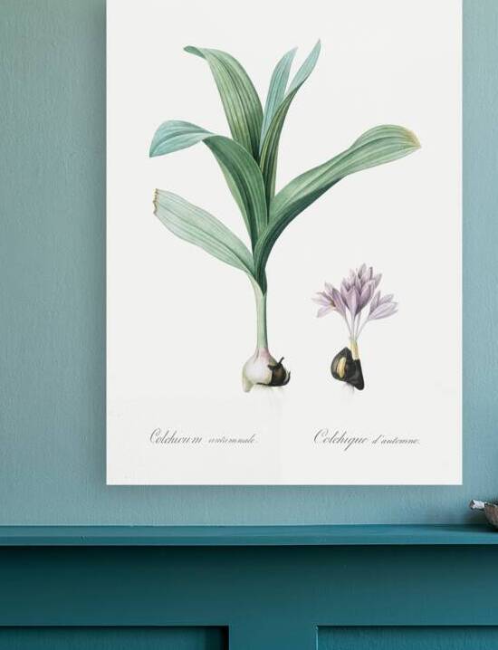 Autumn crocus illustration  by IStockHistory com