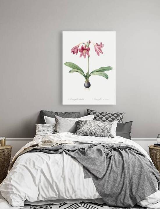 Netted-veined amaryllis illustration  by IStockHistory com