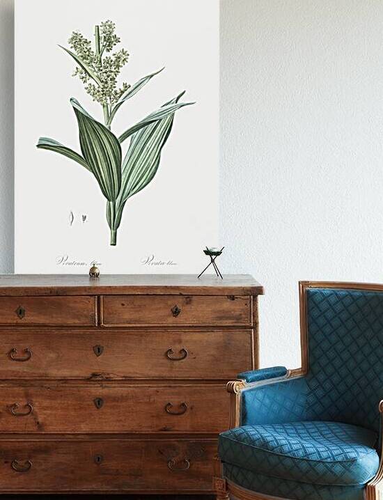 Netted-veined amaryllis illustration  by IStockHistory com