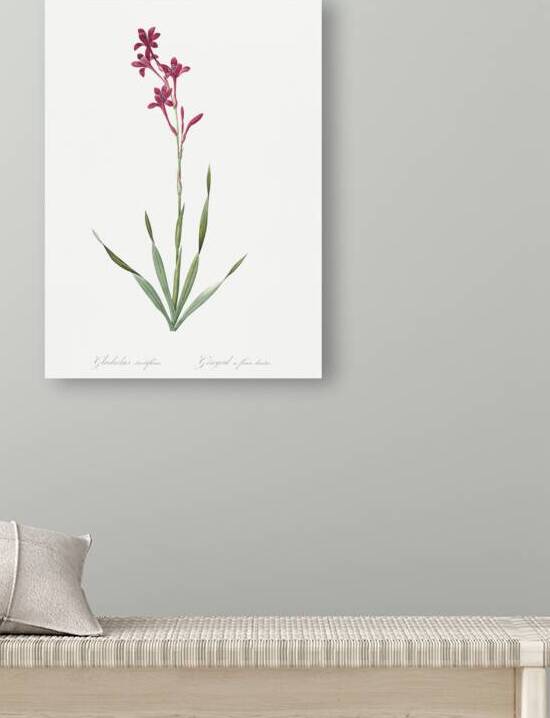 False helleborine illustration  by IStockHistory com