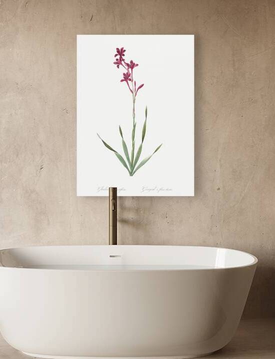 Netted-veined amaryllis illustration  by IStockHistory com