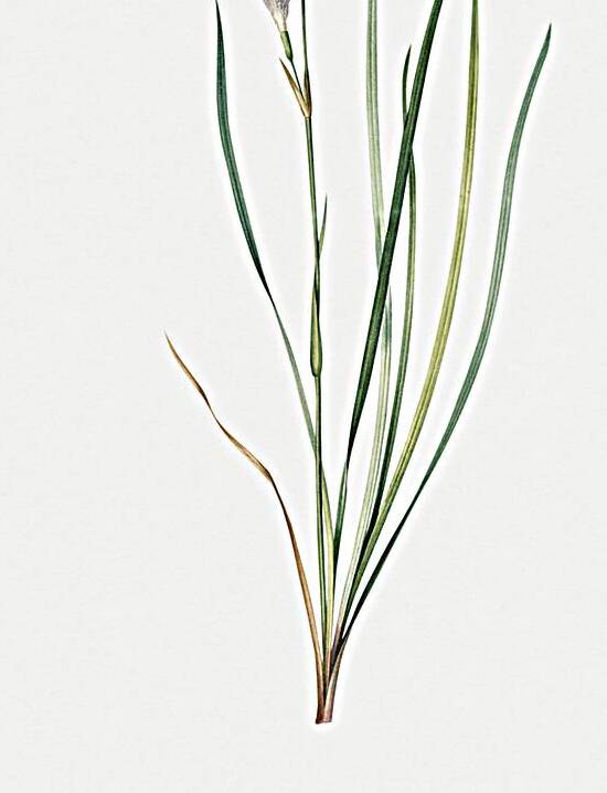 Netted-veined amaryllis illustration  by IStockHistory com