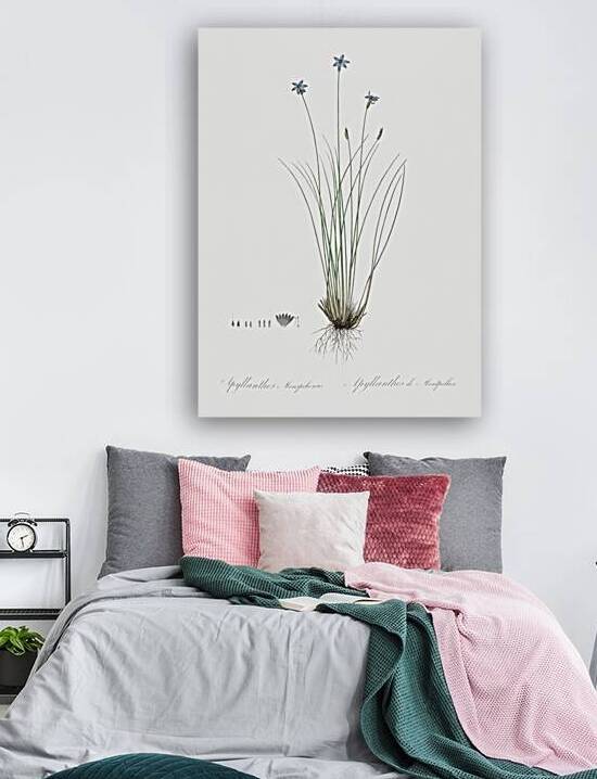 Aphyllanthes monspeliensis illustration  by IStockHistory com