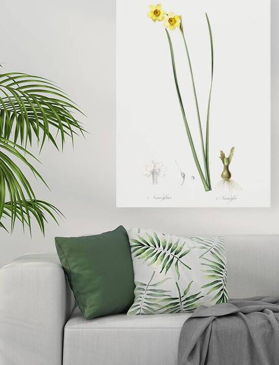 Cowslip cupped daffodil illustration  by IStockHistory com