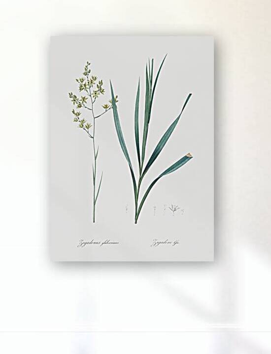 Sandbog death camas illustration  by IStockHistory com