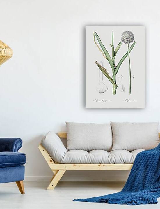 Broadleaf wild leek illustration  by IStockHistory com