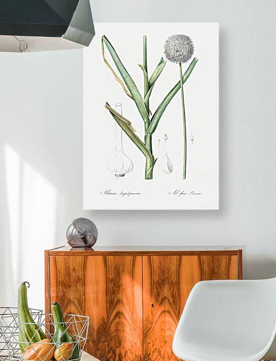 Broadleaf wild leek illustration  by IStockHistory com