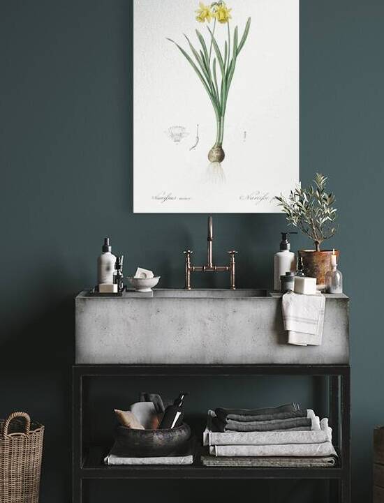 Broadleaf wild leek illustration  by IStockHistory com