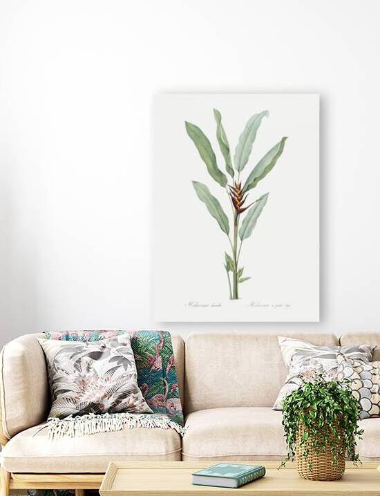 Parrot heliconia illustration  by IStockHistory com