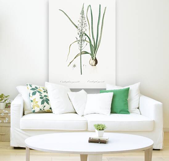 Star-of-Bethlehem illustration  by IStockHistory com