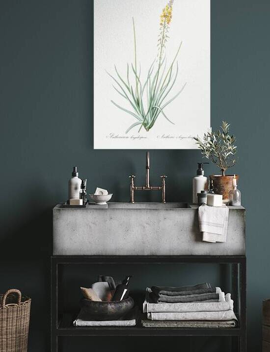 Bulbine illustration  by IStockHistory com