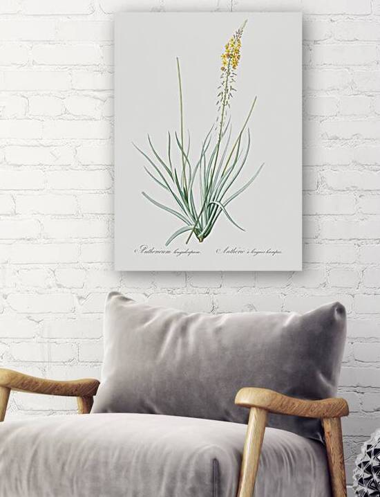 Broadleaf wild leek illustration  by IStockHistory com